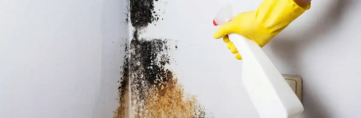 visible mold growth on an interior wall being treated during mold removal service in San Antonio, TX